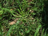 una varietà (specie) di cicoria - cichorium - milano parco sud giu 2011